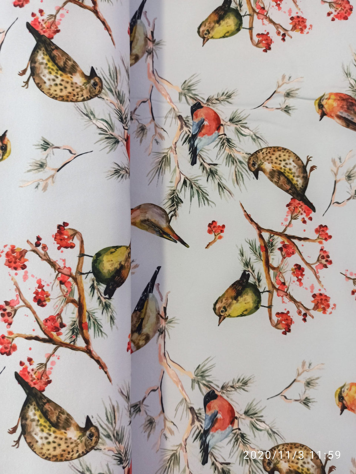 Softshell, Vögel auf Ast